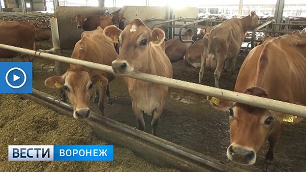 Коров воронежской компании «Молвест» признали лучшими на агровыставке в Москве