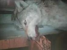 Четыре человека пострадали при нападении волка в Приамурье