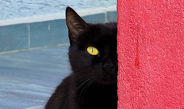 В США черный кот научился гадать на картах Таро