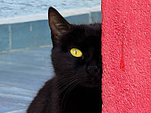 В США черный кот научился гадать на картах Таро