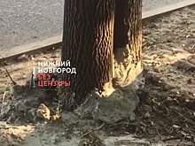 Подрядчик очистил деревья от бетона на Ковалихинской в Нижнем Новгороде