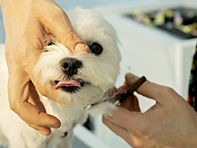 В Москве собаку избили и травмировали в груминг-салоне