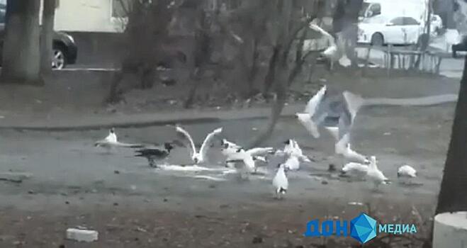 Ссора ростовской вороны и стаи чаек попала на видео