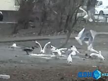 Ссора ростовской вороны и стаи чаек попала на видео