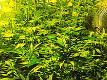 Ученые нашли у марихуаны эффект раздражительности