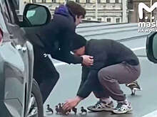 В Петербурге на видео попало спасение утки и утят на проезжей части