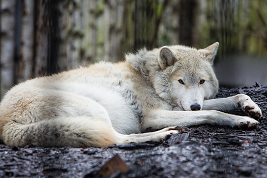 «Проще сказать, где их нет»: калининградский эксперт рассказал, в каких местах региона можно встретить волков