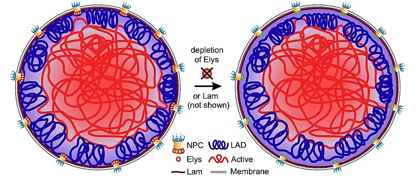 Белок Elys правильно уложил хромосомы в ядре клетки