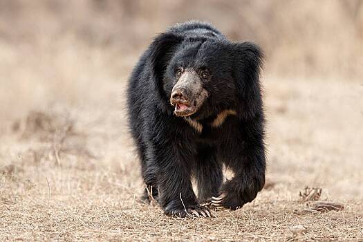 Самый опасный медведь в мире растерзал 38-летнего пастуха
