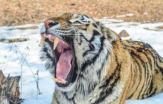 «Думал, показалось»: тигр, высунувшийся из авто, шокировал жителей Владивостока