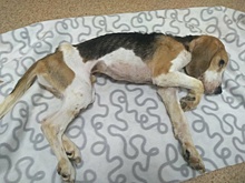 Нижегородцы создали петицию с требованием возбудить дело из-за смерти собаки