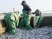 Вылов кильки на Каспии может почти удвоиться в 2021 году