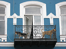 Жителям Тольятти запретили держать в квартирах более двух собак и кошек