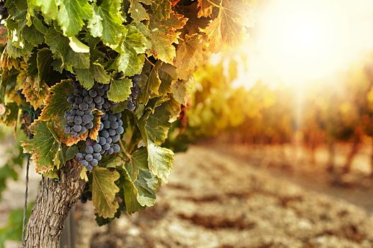 Швейцарские виноделы хотят судиться с Bayer за испорченный урожай