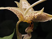 Стангопея глазчатая расцвела в "Аптекарском огороде"