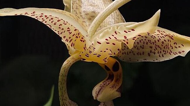 Стангопея глазчатая расцвела в "Аптекарском огороде"