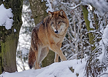 На севере Красноярского края дикие волки приближаются к населенным пунктам