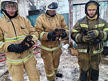 В Краснодарском крае пожарные спасли из огня четырех щенков