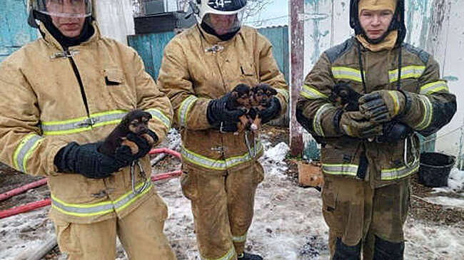 В Краснодарском крае пожарные спасли из огня четырех щенков