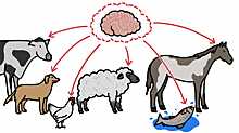 Почему у домашних животных такой маленький мозг?