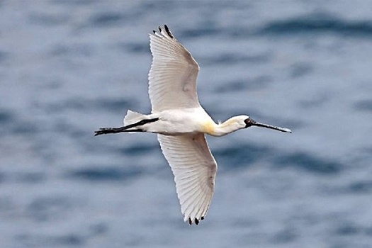 В Приморском крае возросла численность одной из редчайших птиц России