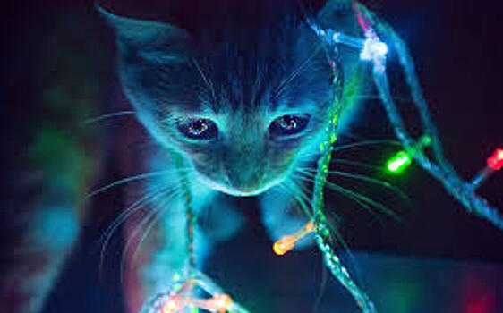 Светящиеся кошки: сбывшаяся фантазия генной инженерии