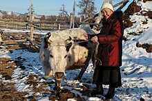 В Якутии отказались от субсидирования закупки молока у населения