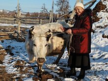 В Якутии отказались от субсидирования закупки молока у населения