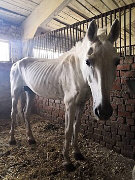 Жители Саратова обеспокоены состоянием истощенного полицейского коня