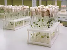 99% озимых культур в Самарской области выращивают из семян отечественной селекции