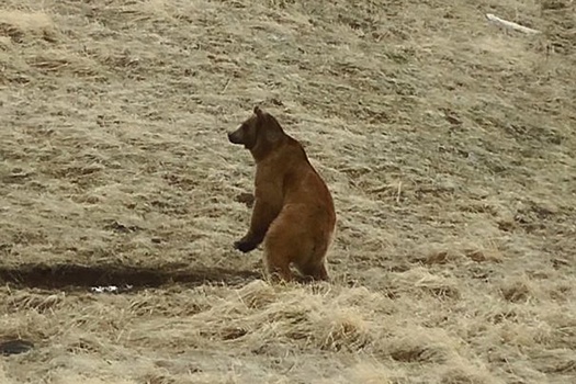 В Сочи медведи выходили к людям более 1500 раз за последние три года