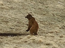 В Сочи медведи выходили к людям более 1500 раз за последние три года