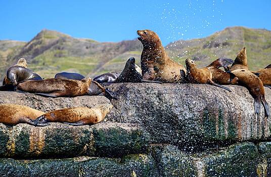 Острову с тюленями на Сахалине захотели присвоить особый статус
