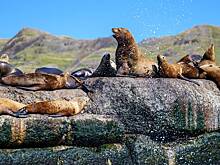 Острову с тюленями на Сахалине захотели присвоить особый статус