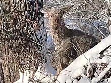 В Пензе из ледяного водоема спасли олененка