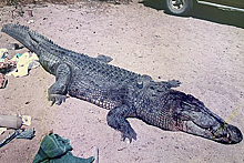 Опубликовано видео с вытащившим мужчину из палатки огромным крокодилом