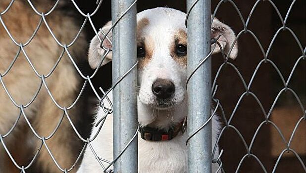 В Москве за неделю из приютов забрали 150 животных