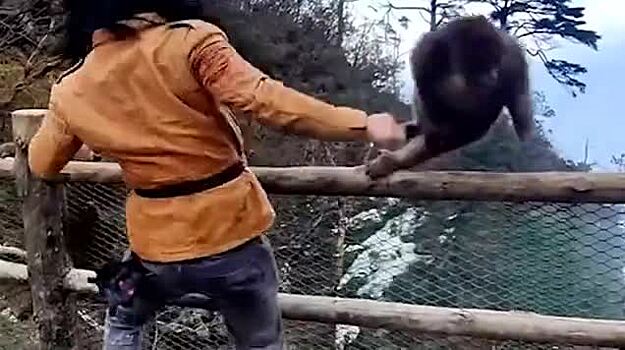 Daily Mail: в Китае мастер кунг-фу подрался с двумя макаками на глазах у очевидцев