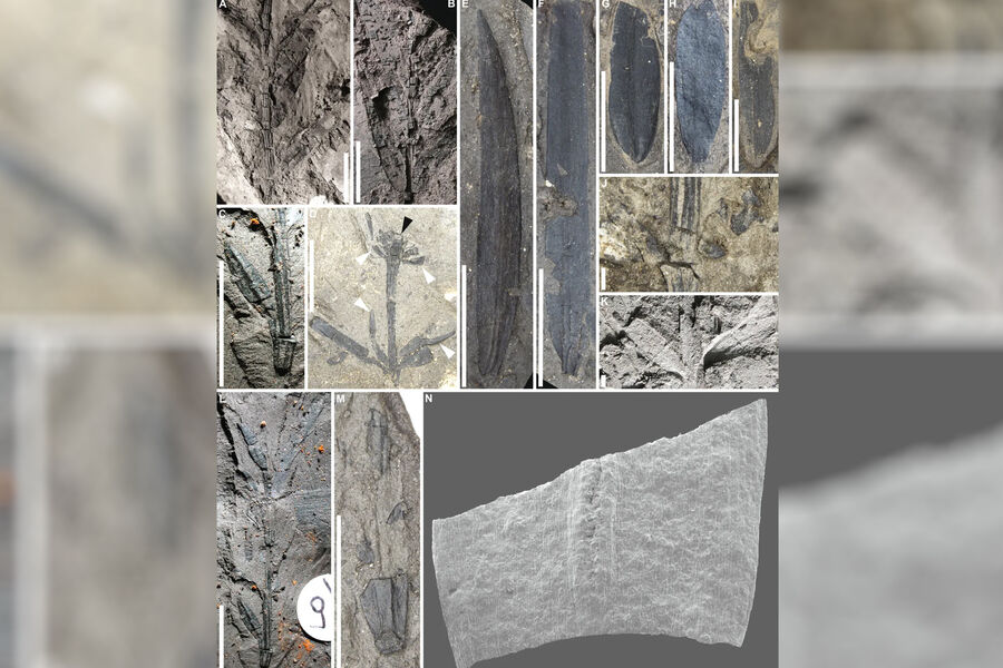 Ученые нашли окаменелости неизвестных деревьев из тропических лесов древней Антарктиды