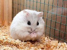 Видео: попугай засунул хомяка в колесо и заставил кружиться на огромной скорости