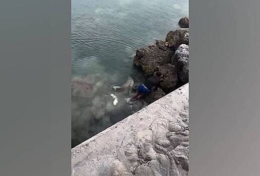Мужчина едва спасся от акулы и попал на видео