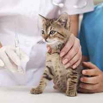 Четыре пункта по бесплатной вакцинации животных от бешенства откроются в ВАО в январе