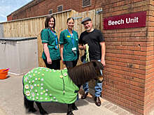 Пьющий пиво шотландский пони избран "мэром" в английской деревне