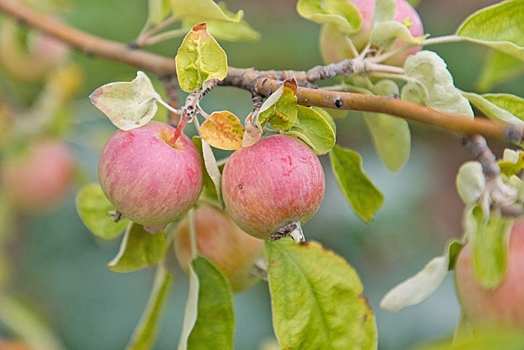 Совет биолога: эти сорта яблонь идеально подходят для теплого климата