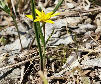 Жигулёвские "подснежники": в Самарской области на полмесяца раньше зацвели первые цветы