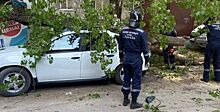 Ситуация с пострадавшей от упавшего дерева ростовчанкой находится на контроле главы администрации