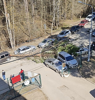 Ветер начал лесоповал в Калуге