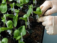 Назван способ сделать здоровый грунт для рассады