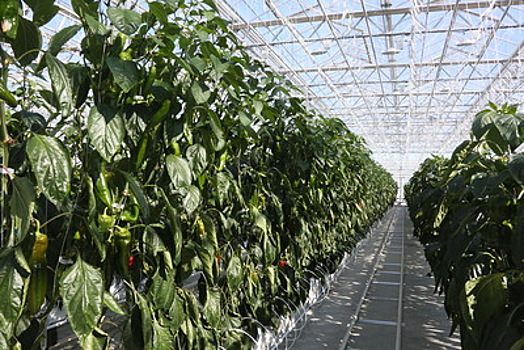 Около 70 тыс тонн овощей собрали в теплицах Подмосковья с начала года