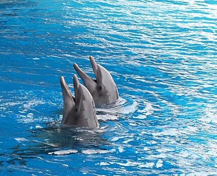 В Уфе построят центр с дельфинами